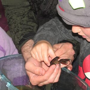 Small koura for small hands!