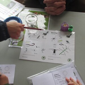 Using the Beaut bugs id sheet