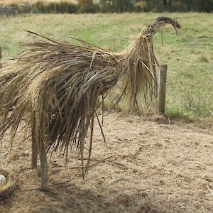 Golly - its laid two eggs already!