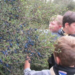Georgetown Scouts collect blue Coprosma berries
