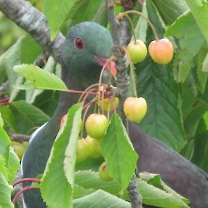 The cherry thief caught in the act