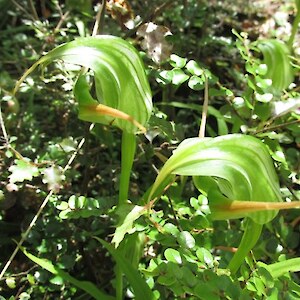 Green hooded orchid (Pterostylus banksii)
