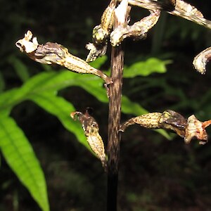 Black orchid (Gastrodia sp)