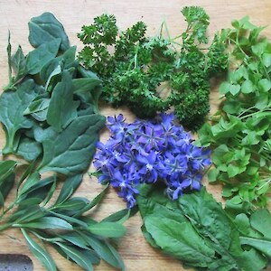 Foraged wild foods for pesto