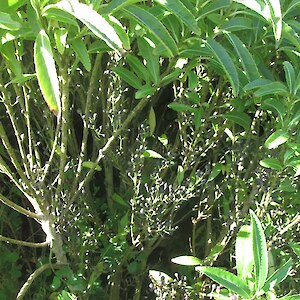 Melicytus lanceolatus