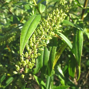 Hebe salicifolia unripe seed pods