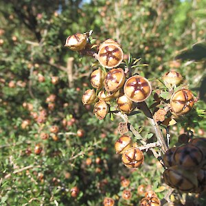Leptospernum scoparium
