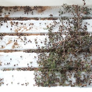 Sorting manuka seed