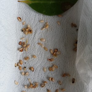 Coprosma lucida leaf and cleaned seeds