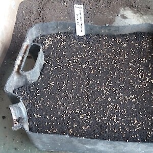 Sowing Coprosma seed