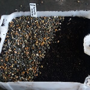 Sowing koromiko with pea gravel covering