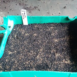 Sowing manuka seed