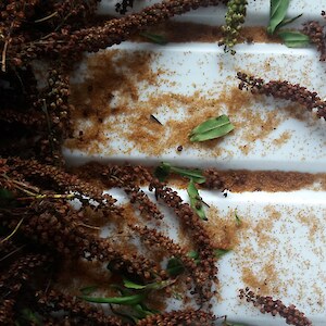 Sorting koromiko (Hebe salicifolia) seed