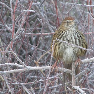 fernbird on our pond