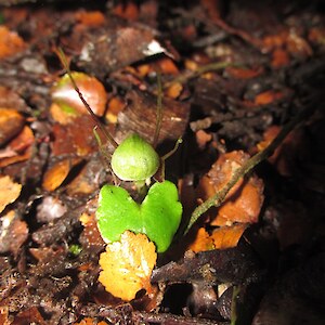 Spider orchid - photo taken mid August 21