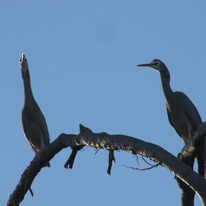Heron - nesting in nearby kahikatea forest