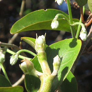 Clematis paniculata almost in flower
