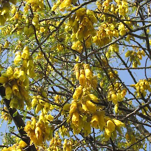 Kowhai fully in flower today