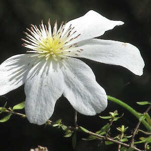 Clematis in flower in November