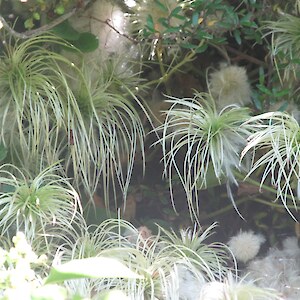 Clematis paniculata seed