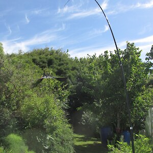 tangled on the cherry tree - not as effective!