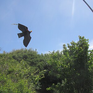 the sky crow doing its job