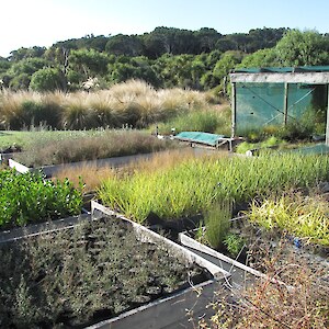 plants for sale