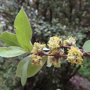 Olearia fragrantisima in flower
