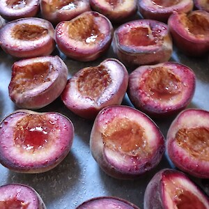 Sanguine Peach fruit