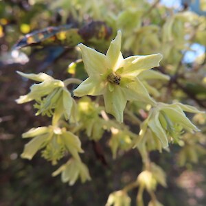Clematis foetidissima in the Nursery shadehouse