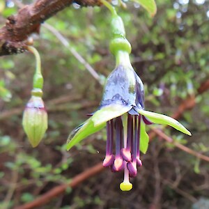 Native tree fuchsia flower - a favourite of bellbirds and tui