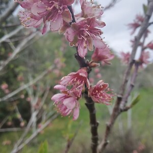 Sanguine Peach blossom