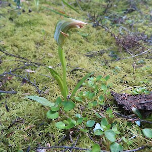 Green hooded orchid