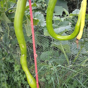 Zucchini - still growing!