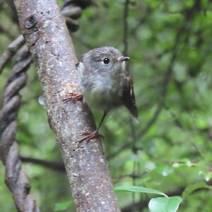 female tomtit