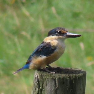 Kingfisher