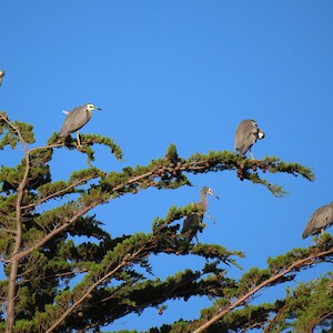 White faced herons
