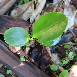 Broadleaf, kapuka, Griselinia littoralis