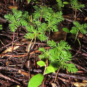 kahikatea, Dacrycarpus dacrydioides