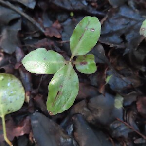Pittosporum tenuifolium, kohuhu, black mapou