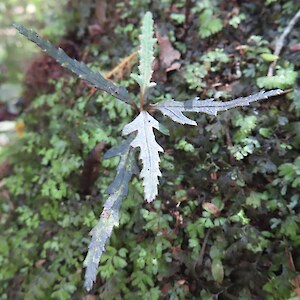lancewood, Pseudopanax crassifolius
