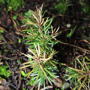 matai, Prumnopitys taxifolia