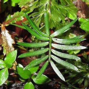 miro, Prumnopitys ferruginea