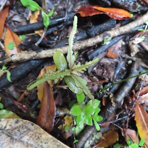 pokaka, Eleaocarpus hookerianus