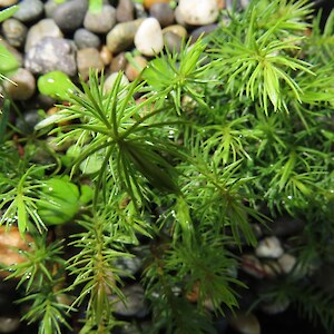 rimu, Dacrydium cupressinium