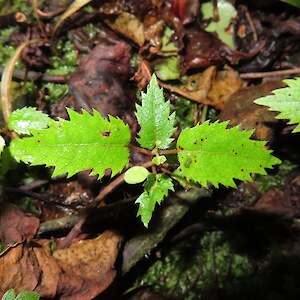 Wineberry, makomako, Aristotelia serratus