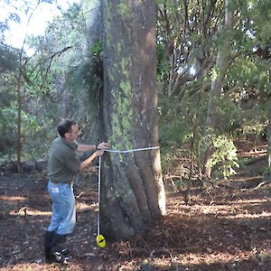 Brian measuring a matai in the Oreti Dune Forest