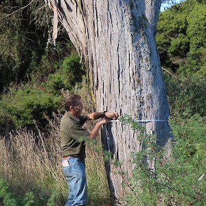 Totara in the Oreti Dune Forest