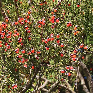 kahikatea fruit Rances