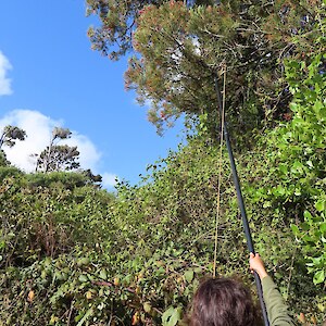 using the long handled pruner for seed collection